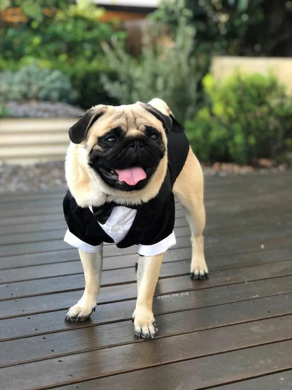 Black Tuxedo Small - Medium Dogs