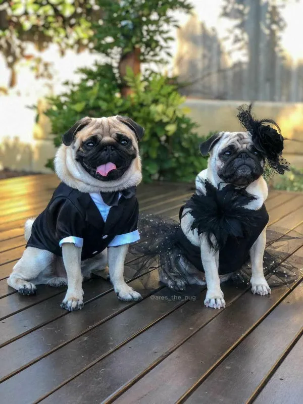 Black Tuxedo Small - Medium Dogs