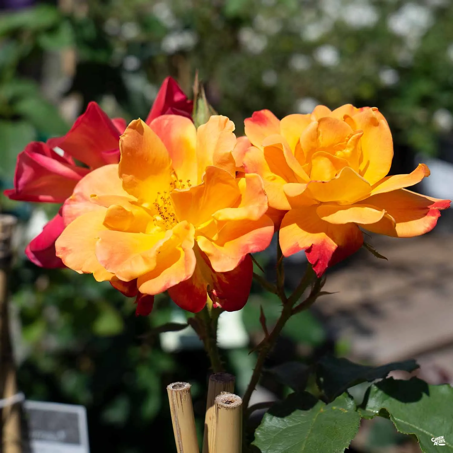 Climbing Rose 'Joseph's Coat'