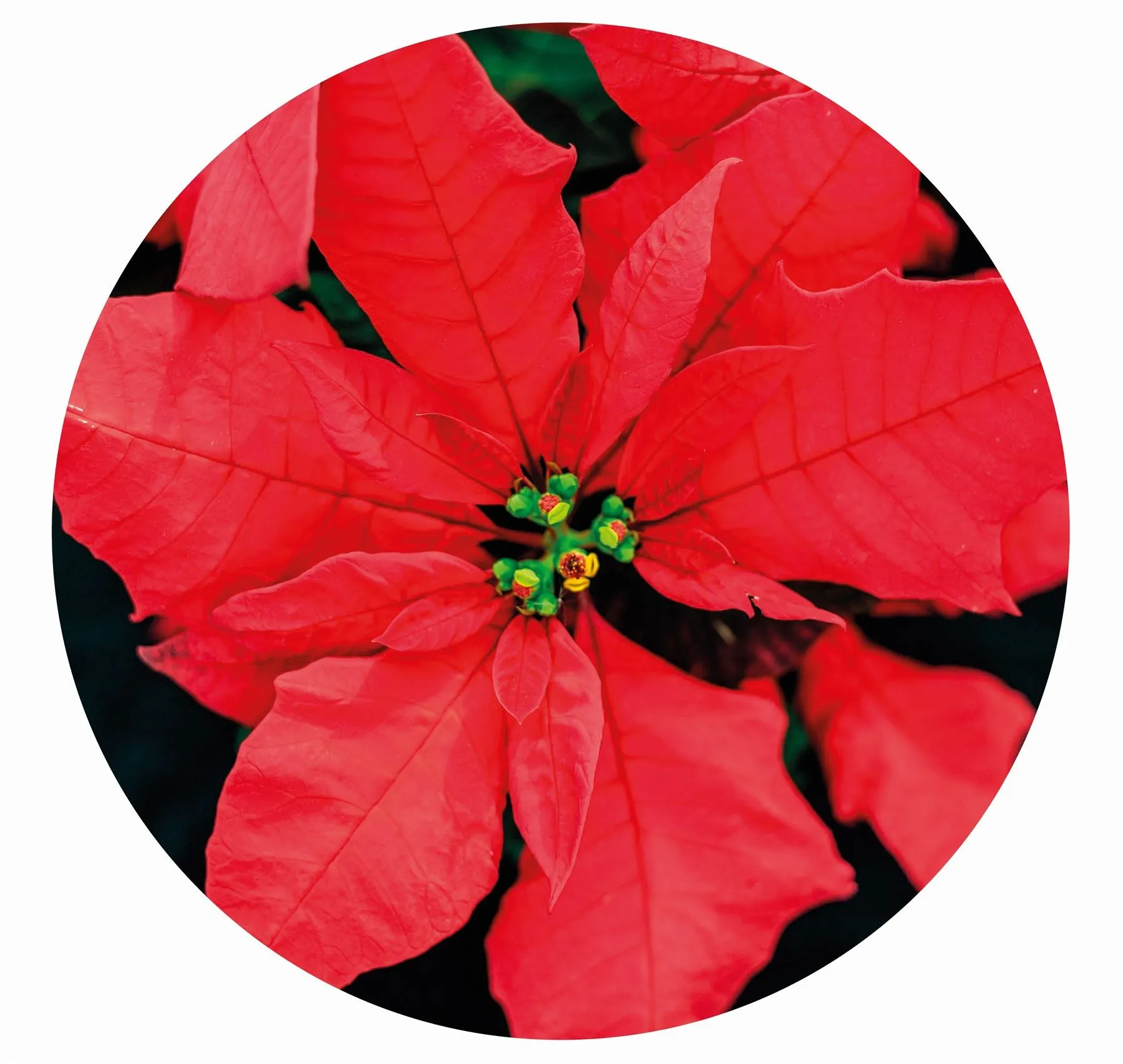 Poinsettia Circular Impuzzible 400 Piece Jigsaw Puzzle